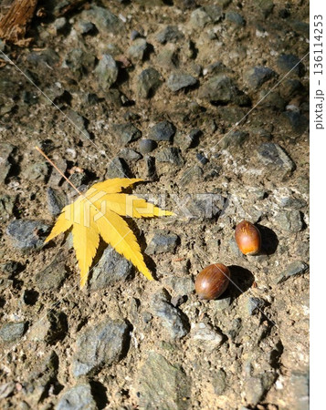 石畳の地面に落ちた黄葉とどんぐり 136114253