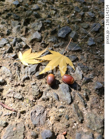 石畳の地面に落ちた二枚の黄葉とどんぐり 136114254