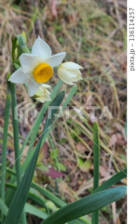寒い時期に咲く、スイセンの花 寒い時期に咲く、スイセンの花 136114257