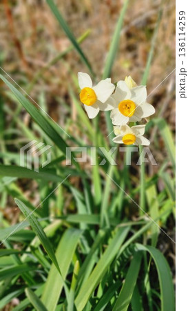 寒い時期に咲く、スイセンの花 寒い時期に咲く、スイセンの花 136114259