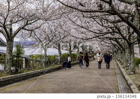 京都府七谷川　和らぎの道 136114348