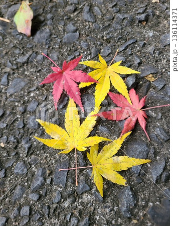 石畳の上に広がる三枚の黄葉と二枚の紅葉 136114371