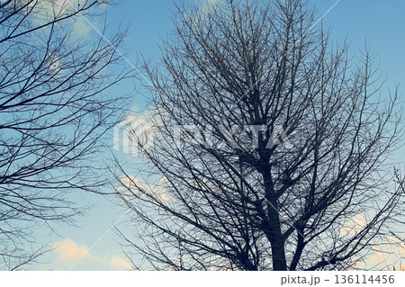 冬枯れした樹木と青空 136114456