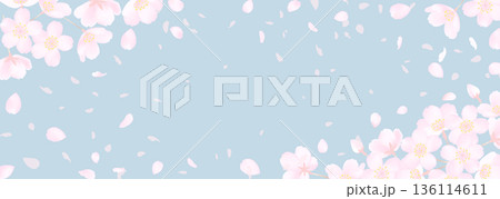 桜の花と春のスモーキーな空の横長背景イラスト 136114611