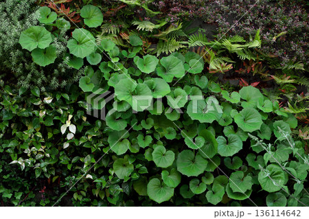 植物の壁にクローズアップした背景素材用写真 136114642
