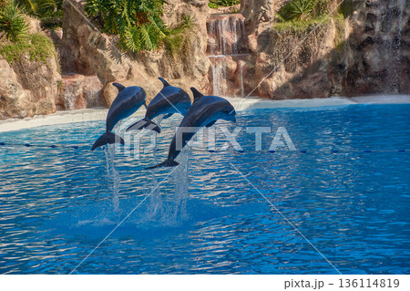 Three bottlenose dolphins performing a coordinated jump in the air during a show at Loro Parque Tenerife, Canary Islands Three bottlenose dolphins performing a coordinated jump in the air during a show at Loro Parque Tenerife, Canary Islands 136114819