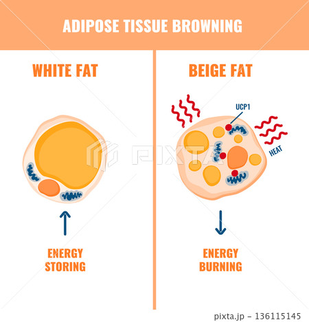 Adipose tissue browning process showing white, brown and beige fat cells involved in thermogenesis, lipolysis and energy storage.  136115145
