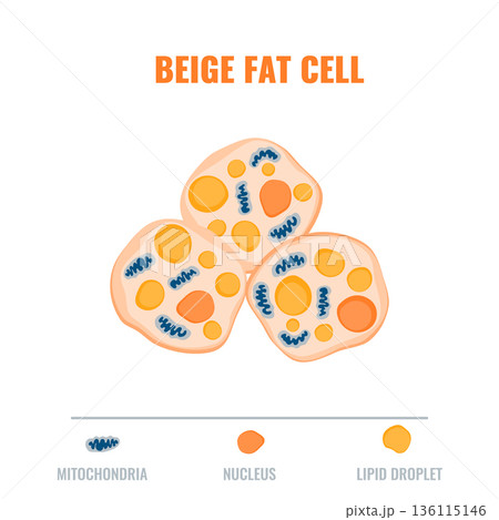 Adipose tissue showing beige fat cell. Fat structure diagram for obesity, diabetes and metabolism research. Vector illustration. Adipose tissue showing beige fat cell. Fat structure diagram for obesity, diabetes and metabolism research. Vector illustration. 136115146