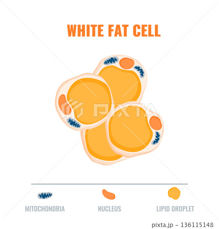 Adipose tissue showing white fat cell. Fat structure diagram for obesity, diabetes and metabolism research.  136115148