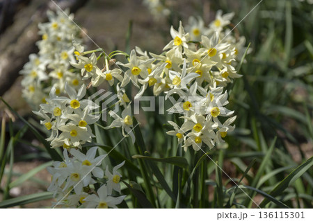 スイセン 136115301