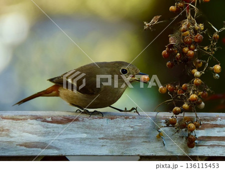　垣根で見つけたヘクソカズラを食べるジョウビタキ。　 136115453