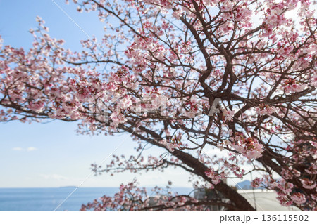 伊豆熱海夫婦日帰り旅行 伊豆熱海夫婦日帰り旅行 136115502