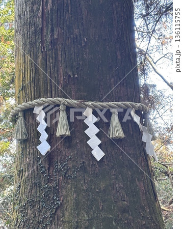 高尾山　杉の巨木 136115755