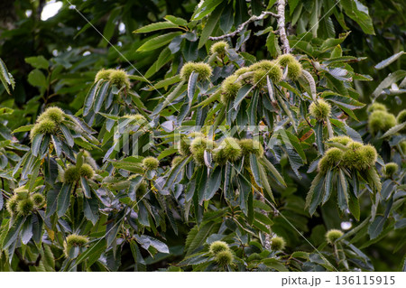 Grand common chestnut tree with a massive trunk and fruit, Castanea sativa Grand common chestnut tree with a massive trunk and fruit, Castanea sativa 136115915