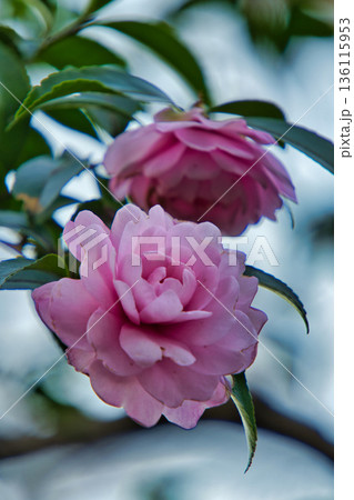 美しいピンクのサザンカ 136115953