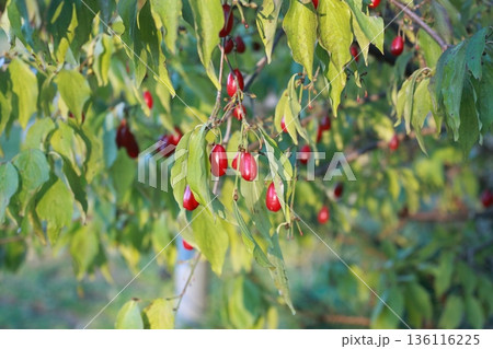 Red ripe cornellian cherry, lat. Cornus mass in the autumn. 136116225