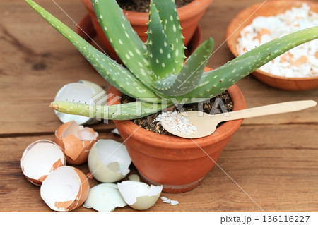 Crushed eggshells for  better growing of plants and flowers. 136116227