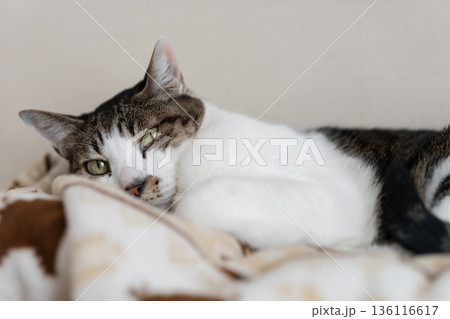 見つめる猫 キジトラ猫 見つめる猫 キジトラ猫 136116617