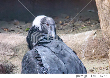 アンデスコンドル野毛山動物園にて アンデスコンドル野毛山動物園にて 136116732