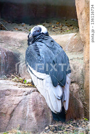 アンデスコンドル野毛山動物園にて アンデスコンドル野毛山動物園にて 136116734