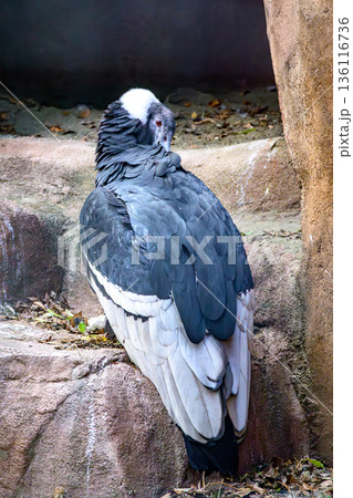 アンデスコンドル野毛山動物園にて アンデスコンドル野毛山動物園にて 136116736