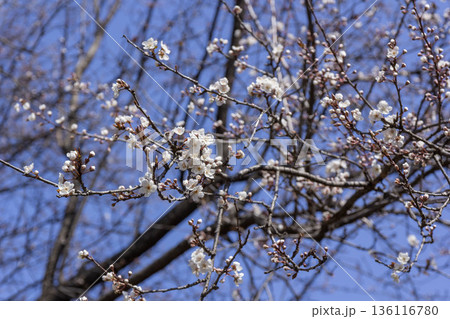 桜 136116780