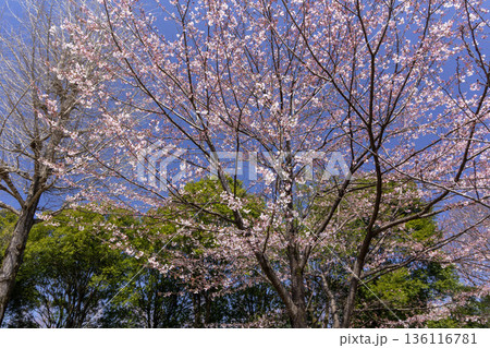 桜 136116781