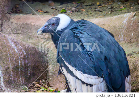 アンデスコンドル野毛山動物園にて 136116821