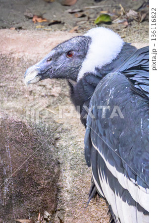 アンデスコンドル野毛山動物園にて 136116822
