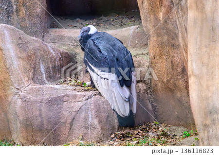 アンデスコンドル野毛山動物園にて 136116823