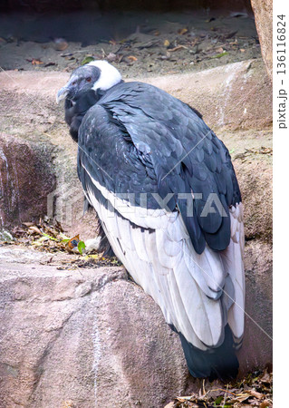 アンデスコンドル野毛山動物園にて 136116824