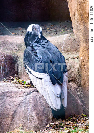 アンデスコンドル野毛山動物園にて 136116826