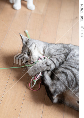 おもちゃで遊ぶ可愛い猫　サバトラ猫 136117014