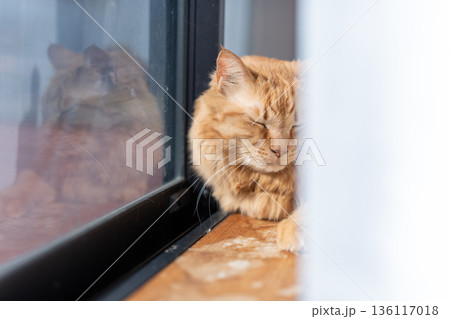 窓辺で眠る猫 茶トラ猫 窓辺で眠る猫 茶トラ猫 136117018