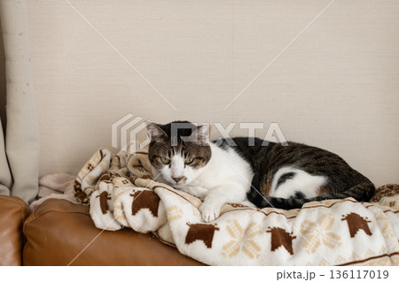 見つめる猫　キジトラ猫 136117019