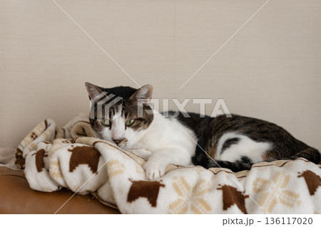見つめる猫 キジトラ猫 見つめる猫 キジトラ猫 136117020