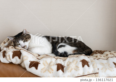 見つめる猫　キジトラ猫 136117021