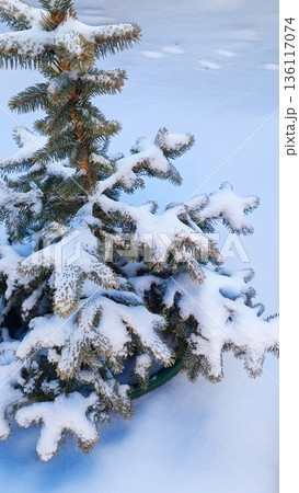 Snow-covered fir tree with frost on white background. Vertical photo Snow-covered fir tree with frost on white background. Vertical photo 136117074