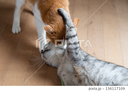 ケンカする二匹の猫 ケンカする二匹の猫 136117109