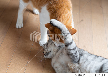 ケンカする二匹の猫 136117111