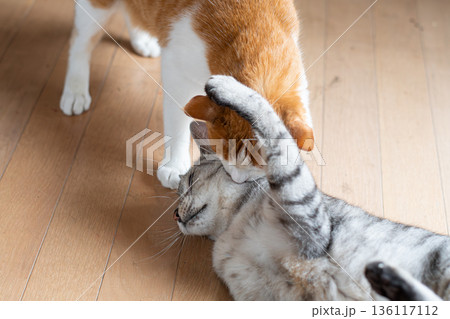 ケンカする二匹の猫 136117112