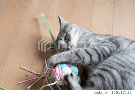 おもちゃで遊ぶ可愛い猫　サバトラ猫 136117115
