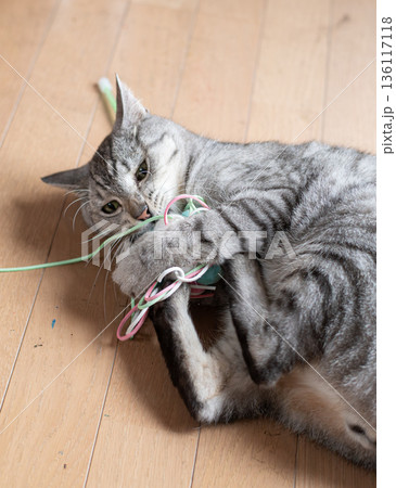 おもちゃで遊ぶ可愛い猫 サバトラ猫 おもちゃで遊ぶ可愛い猫 サバトラ猫 136117118