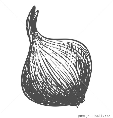 Onion sketch. Vector illustration of the vegetable in an engraving style. A whole root vegetable isolated on a white background. Hand-drawn lineart imitating etching. 136117372