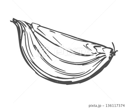 Vector illustration of an onion. Quartered shallot, line sketch. Aromatic spice in an engraved style. Linear ink drawing. 136117374