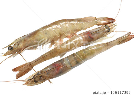 Raw shrimp, Caridea. 136117393