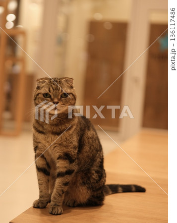 テーブルの上で静かに佇むスコティッシュフォールドの猫 テーブルの上で静かに佇むスコティッシュフォールドの猫 136117486