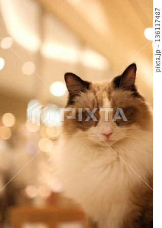 光に包まれてこちらを見つめる長毛の猫 136117487