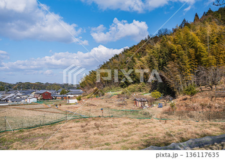 明日香村の冬の棚田風景　奈良県 136117635