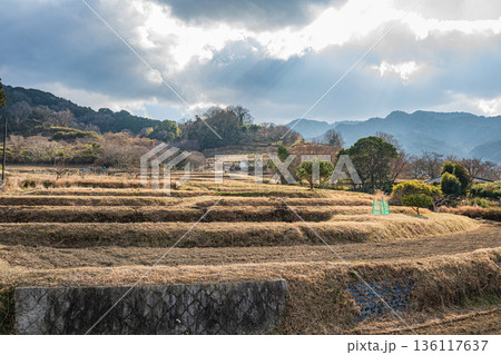 明日香村の冬の棚田風景 奈良県 明日香村の冬の棚田風景 奈良県 136117637